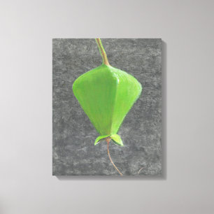 Barringtonia Acutangula Canvas Print