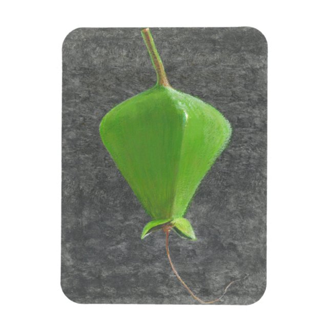 Barringtonia Acutangula Magnet (Vertical)