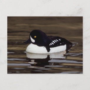 Barrows Goldeneye Wildlife Series # 16 Postcard