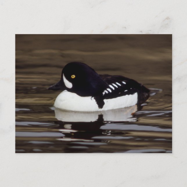 Barrows Goldeneye Wildlife Series # 16 Postcard (Front)