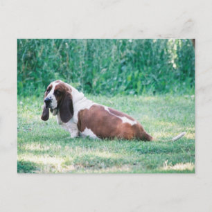 Bart the Basset Hound Postcard 3
