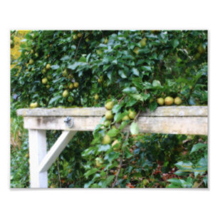 Bartlett Pears On Tree Orton Art 8x10 Photo Print