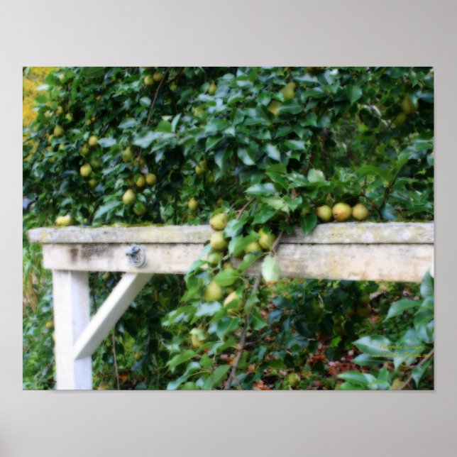 Bartlett Pears On Tree Orton Effect Poster (Front)
