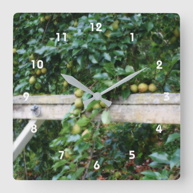 Bartlett Pears On Tree Orton Effect  Square Wall Clock (Front)