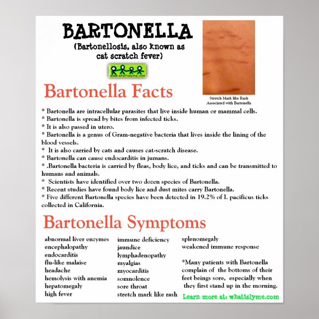 Bartonella Information Fact Sheet Poster (Front)