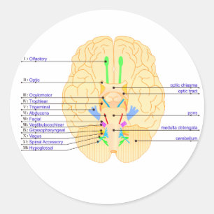 base of brain picture english classic round sticker