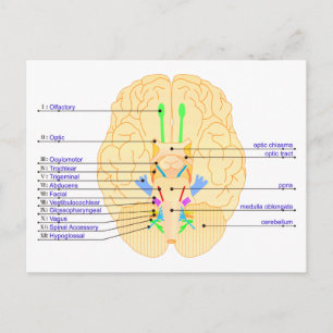 base of brain picture english postcard