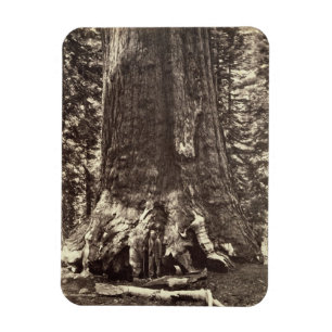 Base of the Grizzly Giant, from 'The Yosemite Book Magnet