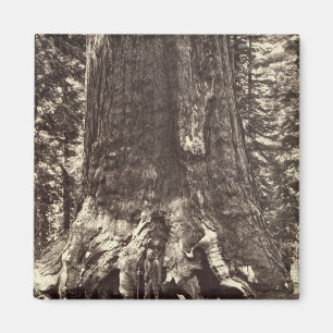 Base of the Grizzly Giant, from 'The Yosemite Book Magnet