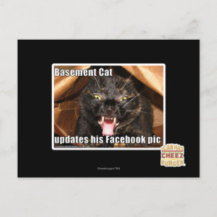 Basement Cat Postcard
