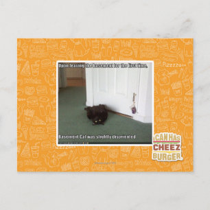 Basement Cat, slightly disoriented Postcard