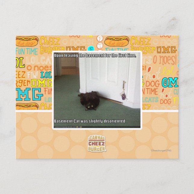 Basement Cat, slightly disoriented Postcard (Front)