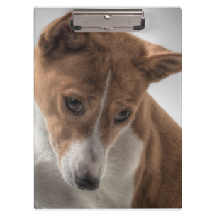 basenji clipboard