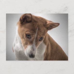 basenji postcard