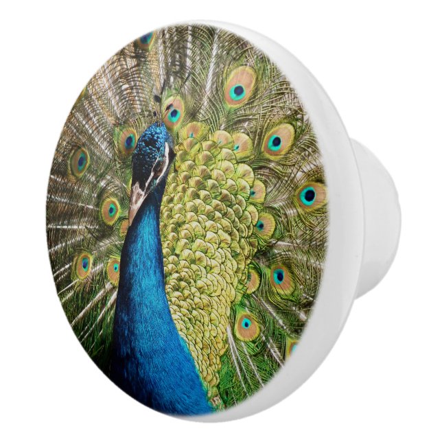 Bashful Peacock  Ceramic Knob (Right)