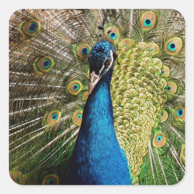 Bashful Peacock Square Sticker (Front)
