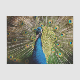 Bashful Peacock  Tissue Paper