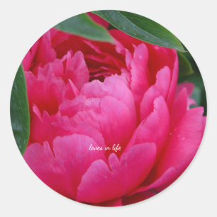Bashful Pink Peony Classic Round Sticker