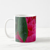 Bashful Pink Peony