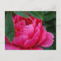 Bashful Pink Peony