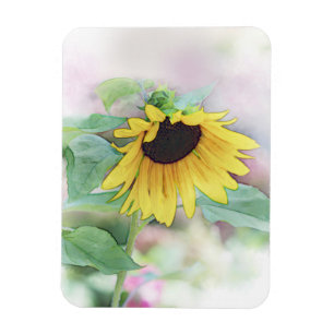 'Bashful Sunflower' Magnet