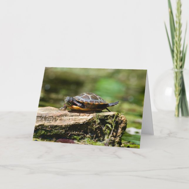 Bashful Turtle Birthday Card, 5x7 Card (Front)