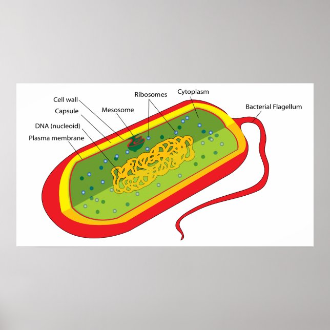 Basic Diagram of a Bacterial Prokaryote Cell Poster (Front)