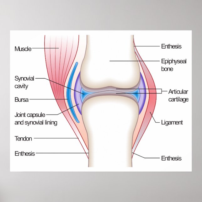 Basic Diagram of a Human Anatomical Joint Poster (Front)