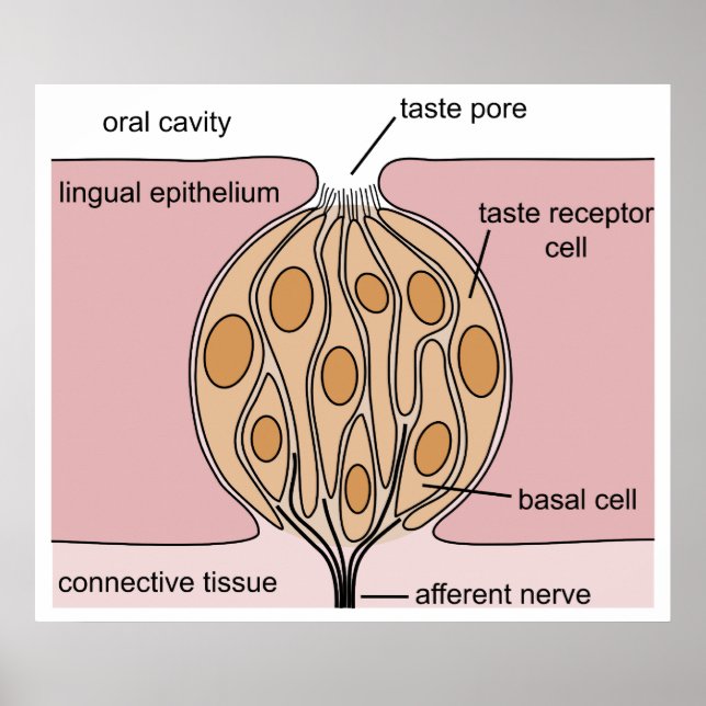 Basic Diagram of a Human Taste Bud of the Tongue Poster (Front)