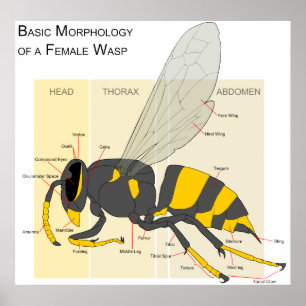 Basic Morphology of a Female Wasp Diagram Poster