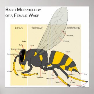 Basic Morphology of a Female Wasp Diagram Poster