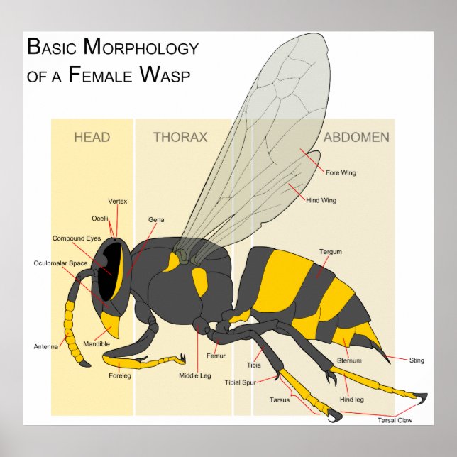 Basic Morphology of a Female Wasp Diagram Poster (Front)
