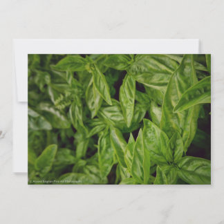 Basil Fine Art Announcement