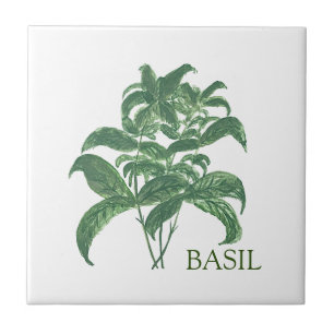 Basil Herb Greenery Kitchen Culinary Green Tile