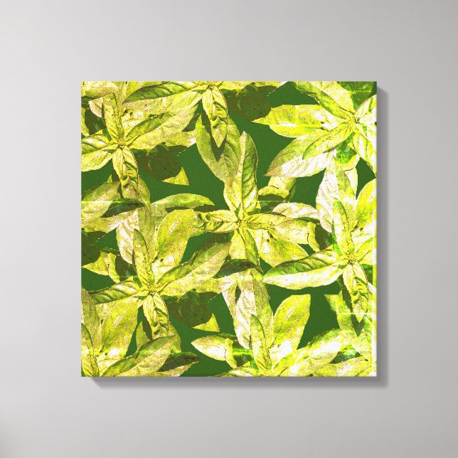 Basil Herb, Kitchen Art,  Wrapped Canvas (Front)