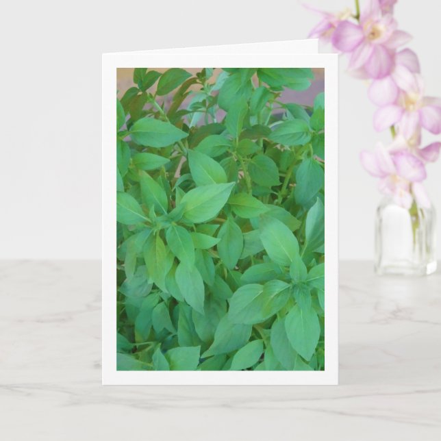 Basil Herb (Ocimum basilicum) Card (Orchid)