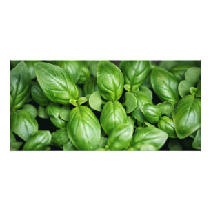 Basil Herb Photo Print