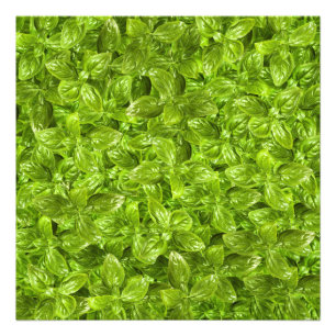 Basil Leaves Pattern Photo Print