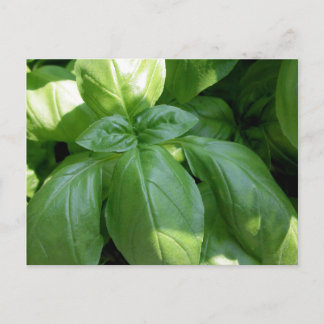 Basil Leaves Postcard