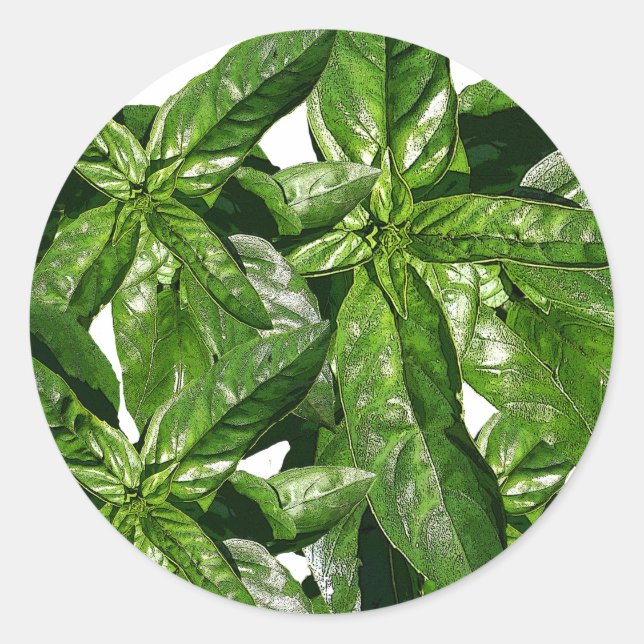Basil Plant Photo Sticker (Front)