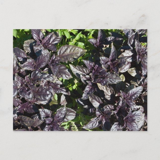 Basil Postcard (Front)