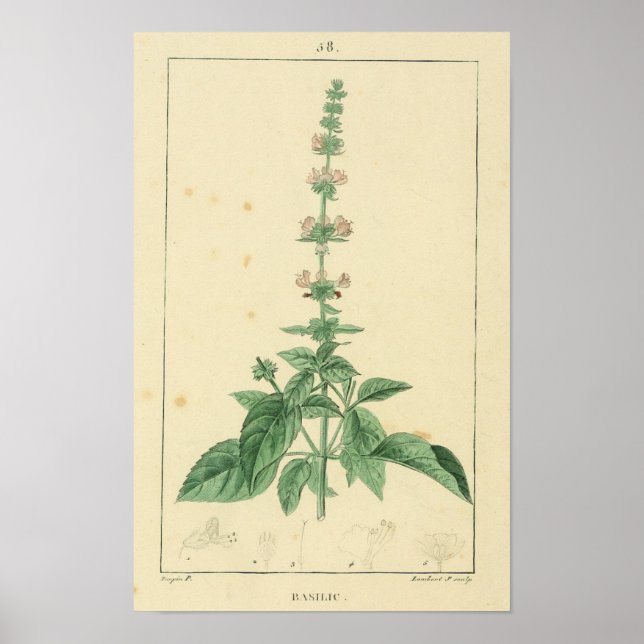 Basilic, Basil Plant Print (Front)