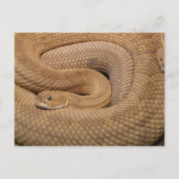 Basilisk Rattlesnake