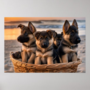 Basket full of German Shepherd Puppies Poster