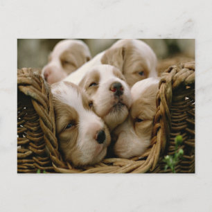 basket full of puppies postcard