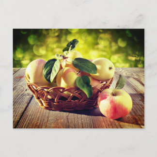 Basket of Apples Postcard