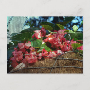 Basket of Flowers Postcard