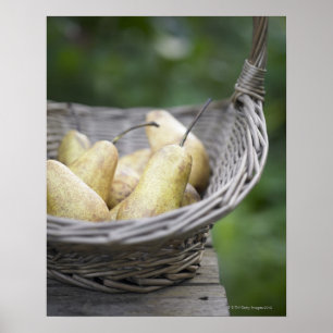 Basket of freshly picked pears. poster