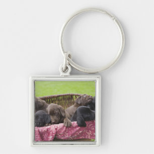 Basket of labrador retriever puppies key ring