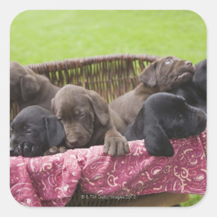 Basket of labrador retriever puppies square sticker